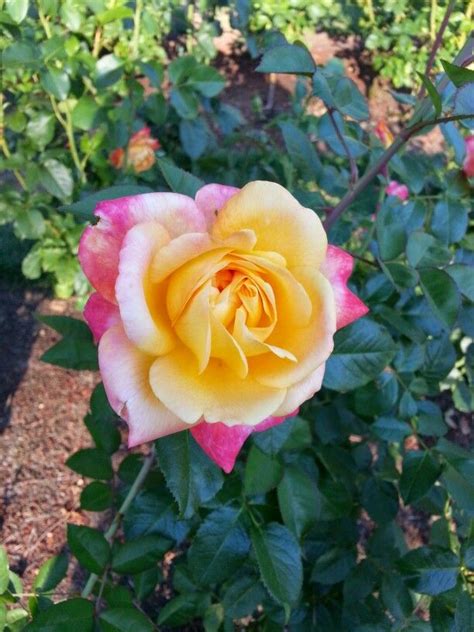 Our florists are proud to supply portland, oregon with among the freshest, most vibrant flowers available, delivered to their doorstep the same day as you place your order. Portland rose garden | Rose, Flowers, Rose garden