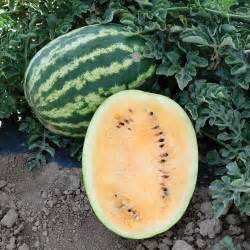 Orange Krush F1 Hybrid Watermelon Dp Seeds Hybrid Vegetable Seeds