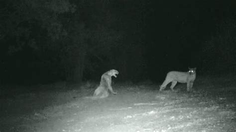 Mountain Lion Screaming And Mating Youtube
