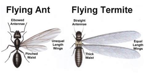 60 Cool Photo Termite Vs Flying Ant Insectpedia