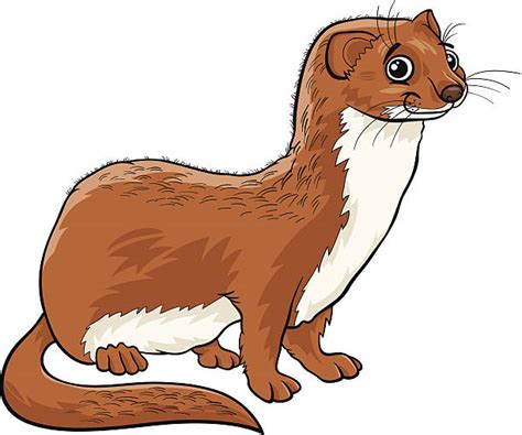 Clip Art Of A Weasels Illustrations Royalty Free Vector Graphics