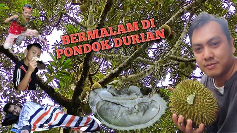 Bermalam Di Pondok Durian YouTube