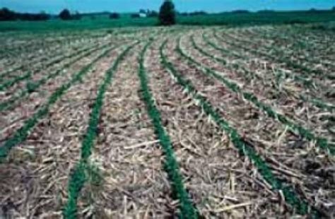 No Till Farming Improves Soil Stability Research Finds No Till