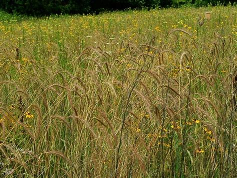 Elymus Canadensis Great Plains Wild Rye Go Botany