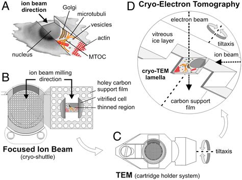 Focused Ion Beam Micromachining Of Eukaryotic Cells For Cryoelectron