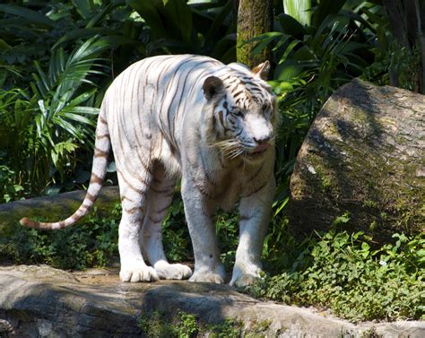 Нападение белого тигра / white tiger attack. Snapshot Monday ~ Rare White Tigers at the Singapore Zoo ...