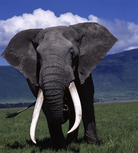 Your African Safari Elephant Elephants Photos Bull Elephant