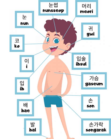 Parts Of The Body In Korean Koreabridge
