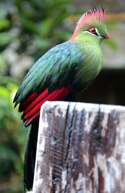 Exotic Bird London Zoo Flickr Photo Sharing