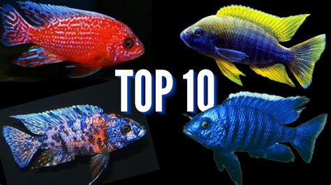 My Top 10 Favorite Peacock Cichlids Youtube