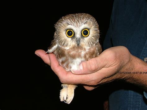 Birdbling Adopt An Owl Or Box