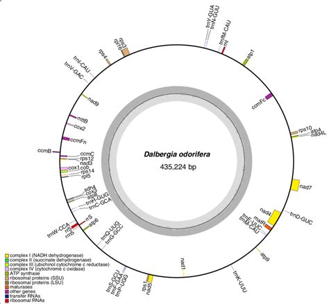 Schematic Mitochondrial Genome Diagram Of D Odorifera Download