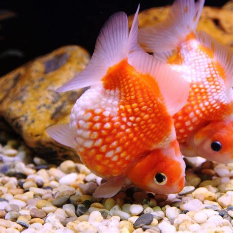 Buy The Best Stuff For Your Pets Online Goldfish Fantail Goldfish