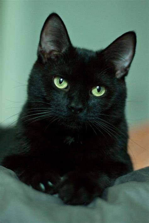 Carbon Kitty Black Cat Appreciation Day Pretty Cats