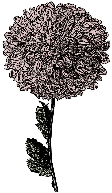 Chrysanthemum Clipart Clipart Best