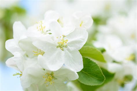 White Apple Flowers Beautiful Flowering Apple Trees Background With