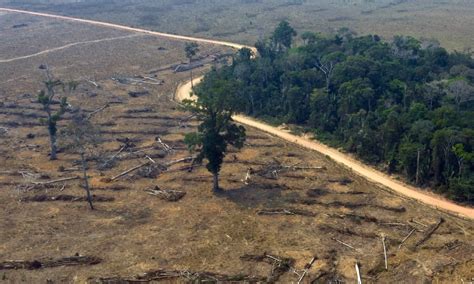 Alertas De Desmatamento Na Amazônia Batem Recorde Em Abril Três Estados
