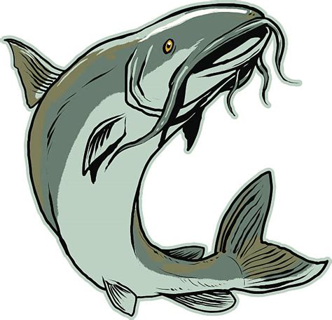 Catfish Clip Art Vector Images And Illustrations Istock