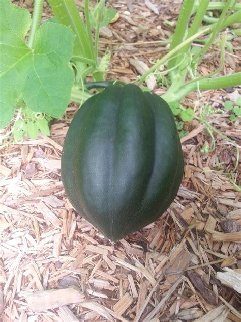 We did not find results for: My first year growing acorn squash...how do I know when it ...