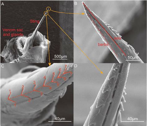 Environmental Scanning Electron Microscope Images Of The Stinger A