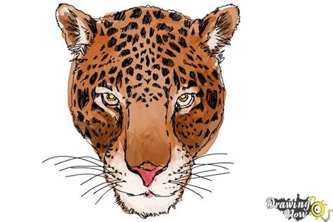 The head is not big. How to Draw a Cheetah Face - DrawingNow