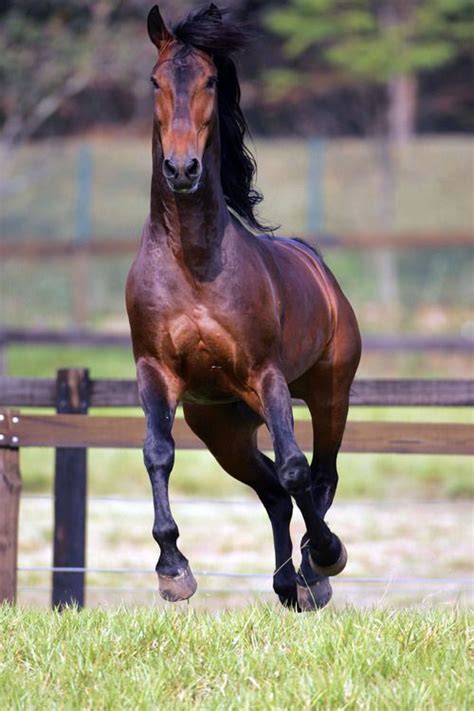 Paso Fino Horse Breed Info And Interesting Facts By Pets Planet