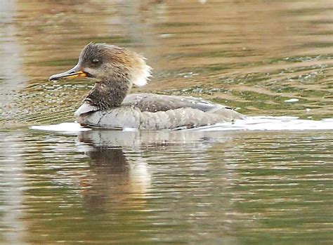 Hooded Mergansers Make Quite A Splash In Duck Circles