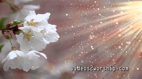 Spring Flowers Seamless Looping Worship Background - YouTube