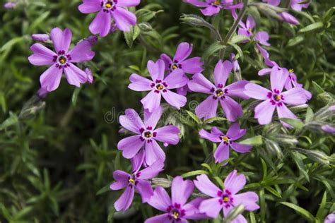 Flox Rosa Fiori Sboccianti Della Molla Phlox Di Strisciamento