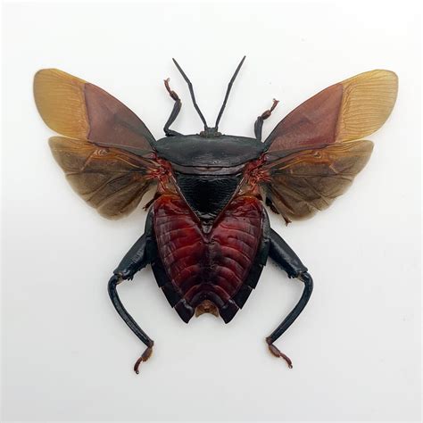 Entomology Insect (Euthenestes robustus) True Bug (Spread ...