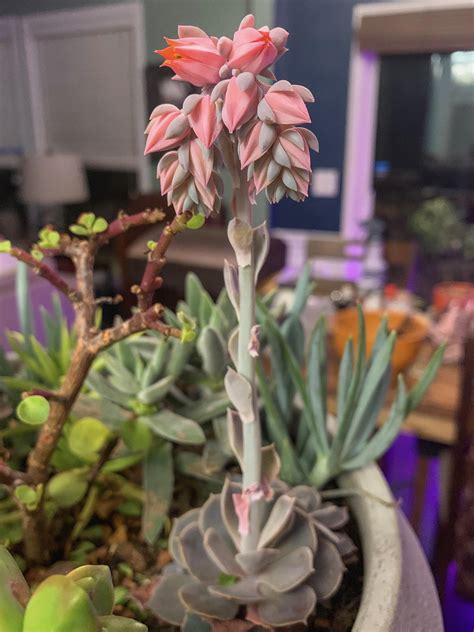 22 Days Later And The First Flower Has Finally Opened On My Echeverias