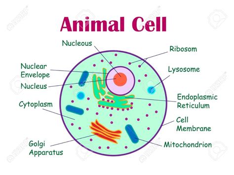 Difference Between Plant Cell And Animal Cell For Class 9 Cbse Class
