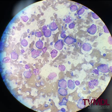 Lymphoma Diagnosed In A Dog Within An Hour Of Fine Needle Aspiration