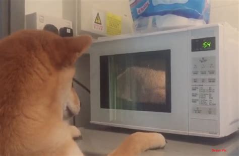 Dog Switch On Microwave In London घर से बाहर था मालिक कुत्ते ने ऑन