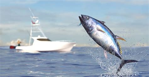 The Largest Bluefin Tuna Ever Caught A Z Animals