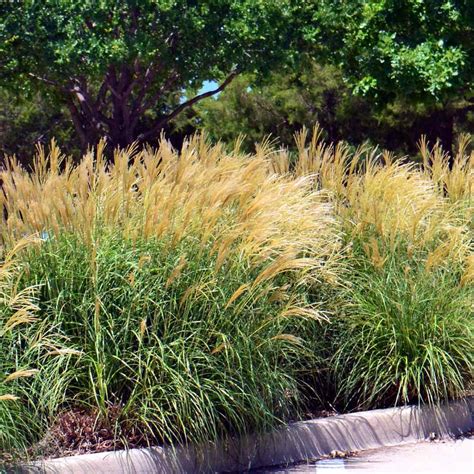 Miscanthus Sinensis Seeds Chinese Silver Ornamental Grass Seed