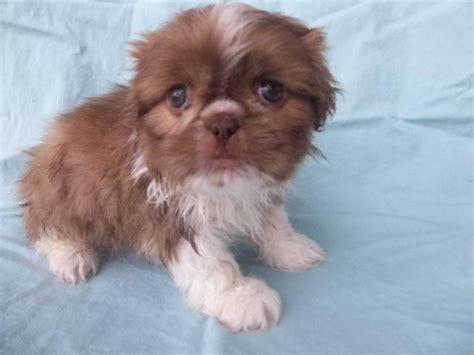 We pair breeders with you. Shih Tzu male puppies cute ready today purebred central ...