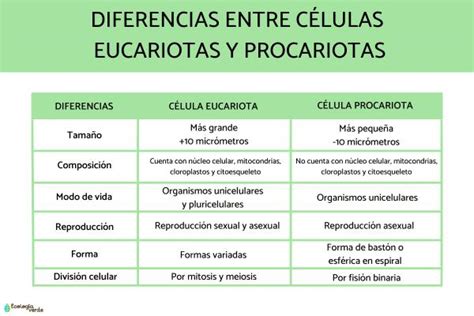 Diferencia entre célula eucariota y procariota Esquemas y resumen