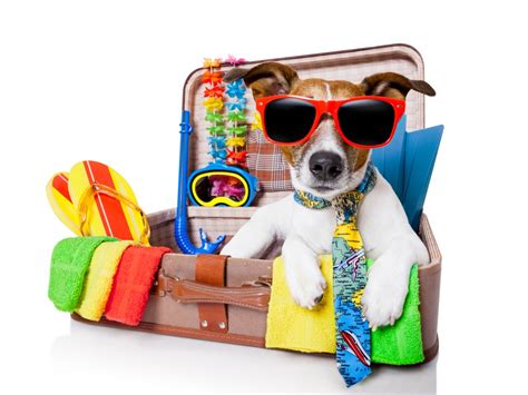 From id tags to airlines, there are numerous things to consider when traveling with your pup. Traveling With Your Pets - AMAC - The Association of Mature American Citizens