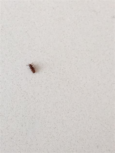 Little Brown Bugs In House That Fly