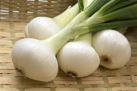 Tout sur l oignon nouveau le choisir le conserver le cuisiner