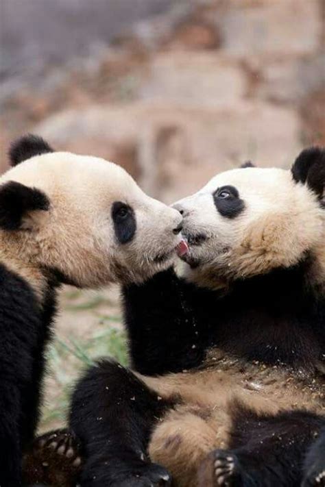 Pin By Marwa Elsayed On Pandas Animals Kissing Panda Love Panda