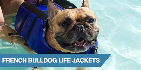 Gordo the english bulldog plays at the dog beach in ocean beach, san diego. 3 French Bulldog Life Jackets to Keep Your Pet Safe (2020)