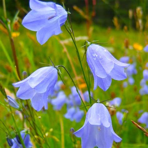 Harebell Seed Packet Shenandoah Wildflowers Created By Nature