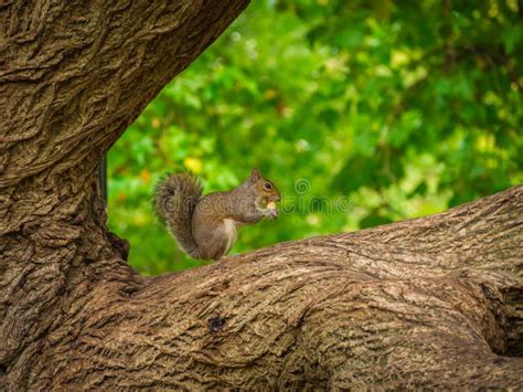 Cute Squirrel Eating Hazelnut On A Tree With A Blurred Background Stock