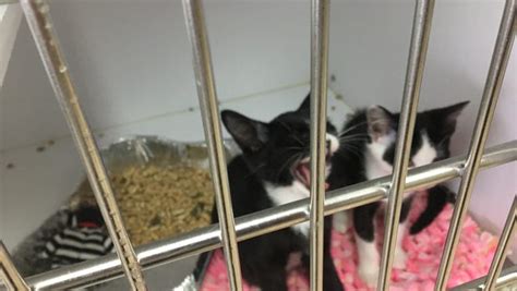 Shenandoah Valley Animal Services Center In Need Of Donations For Kittens