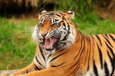 Gorgeous Sumatran Tiger Threatening Its Opponent By Roaring Sumatran