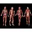 Anatomy Of The Human Body  Search Results Calendar 2015