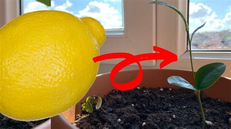How To Grow Lemon Tree From Seed Lemon Germination And Propagation