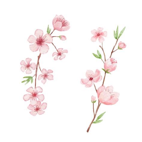 Branch Of Cherry Blossom Illustration Watercolor Painting Sakura
